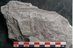 Foto (Detailansicht) von Asterophyllites sp.  (NHMW-GEO-2024-0188-10989)